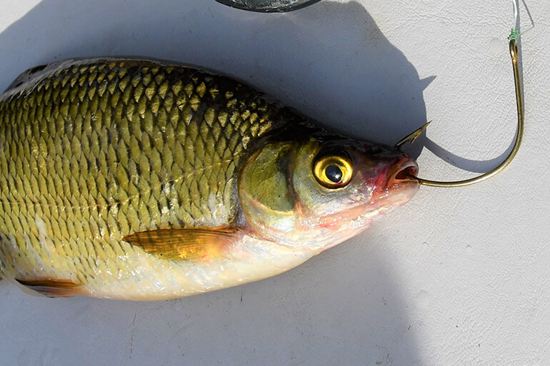 Best Ways to Hook a Live Shiner in Every Situation - Florida Sportsman