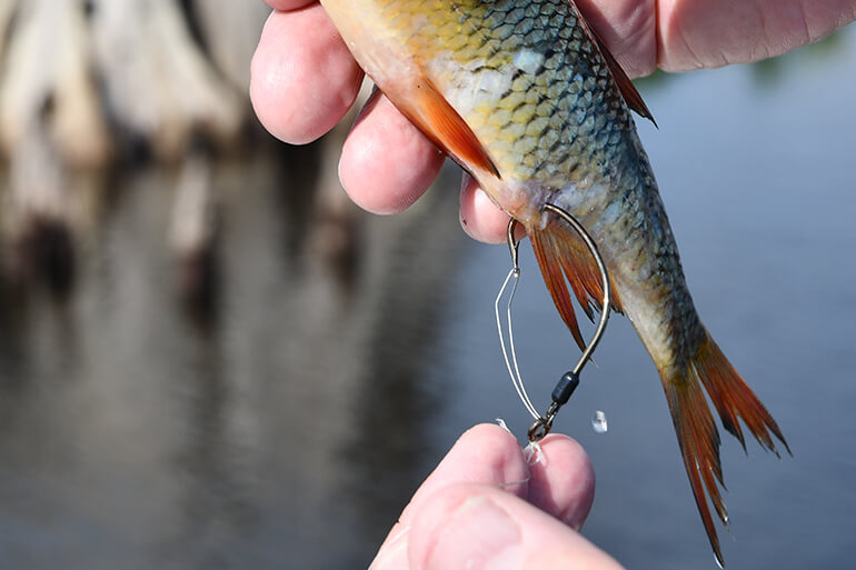 How to Hook A Live Minnow for Fishing