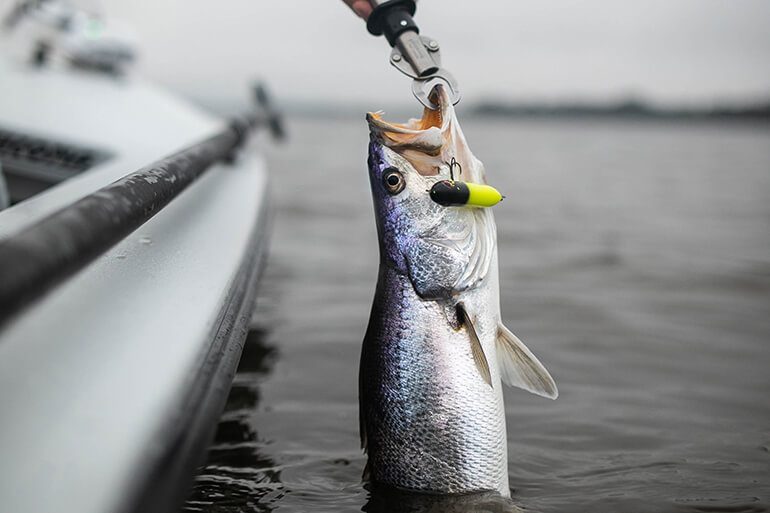 Fish for Big Seatrout: Lures, Bait, Rigs and Locations - Florida