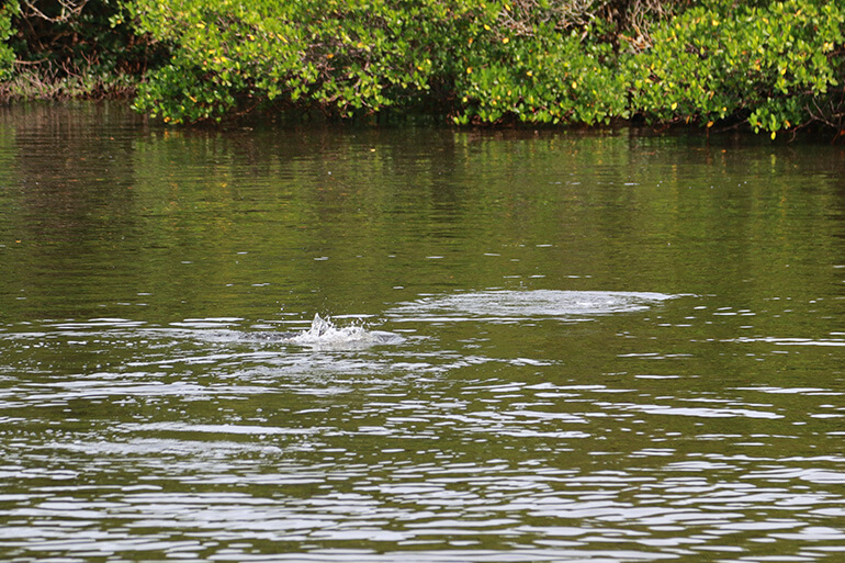 snook feeding on surface bait in tampa bay