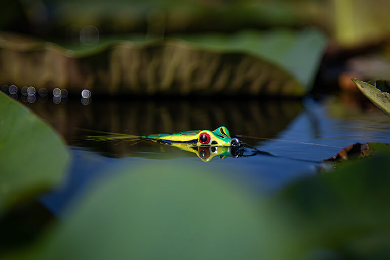 freshwater bass fishing with frogs