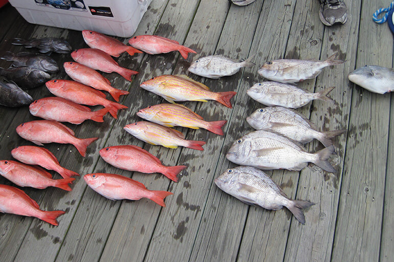 Outdoors - South Atlantic opens again for red snapper