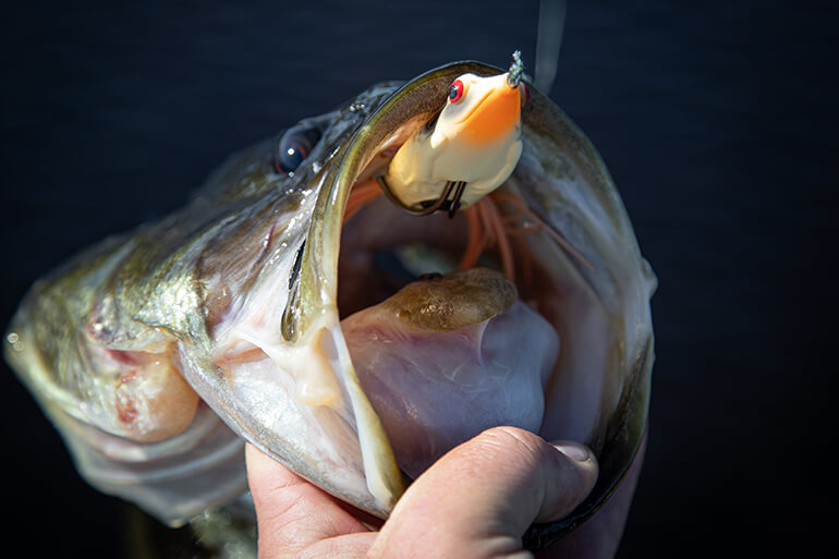 Testing New Amazing Topwater Fishing Lure - Froglet from