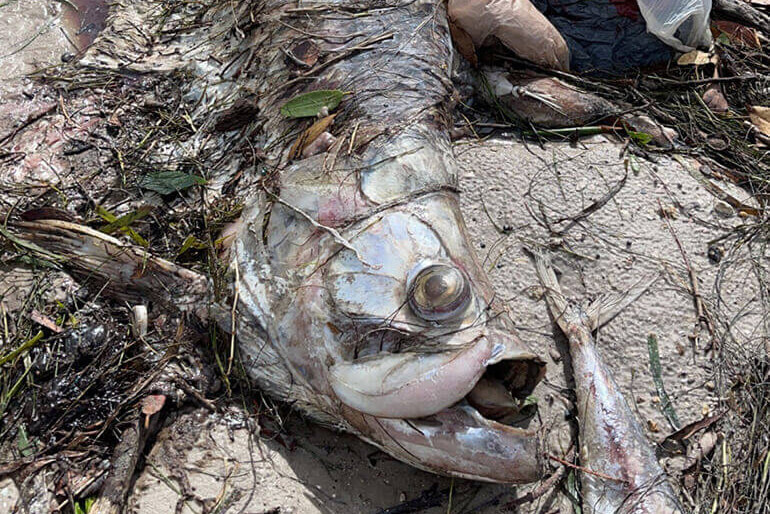 Dead Sportfish Washing Ashore on Tampa Bay