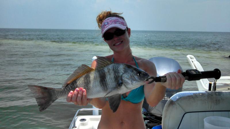 They might look alike, but a black drum is not a sheepshead - Bluffton Sun