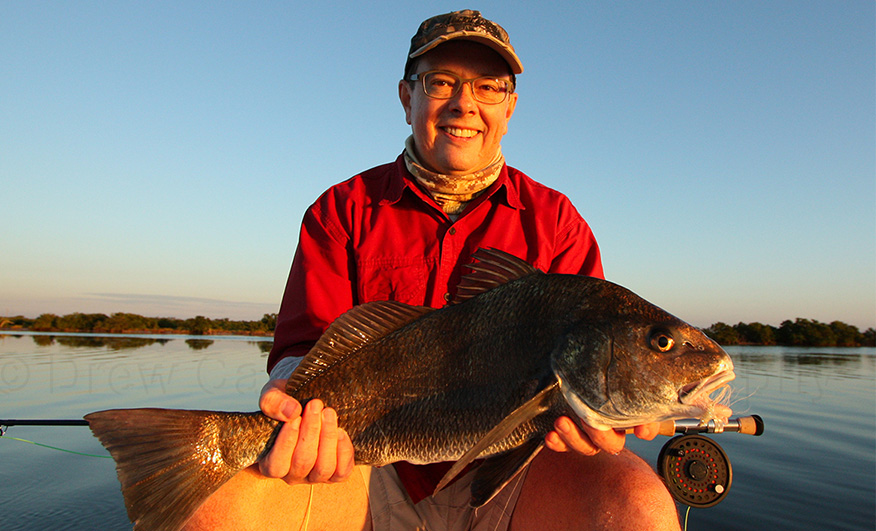 Juvenile Black Drum