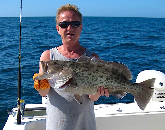 Trolling for gag grouper, an AMAZING DAY!!!  What a day we had trolling  for gag grouper, we limited out and started throwing them back we caught so  many. Manns stretch 25