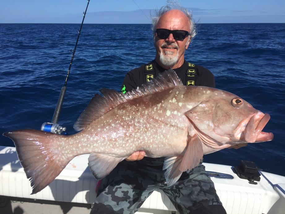 red grouper fish