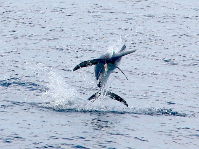 Swordfish Florida Sportsman